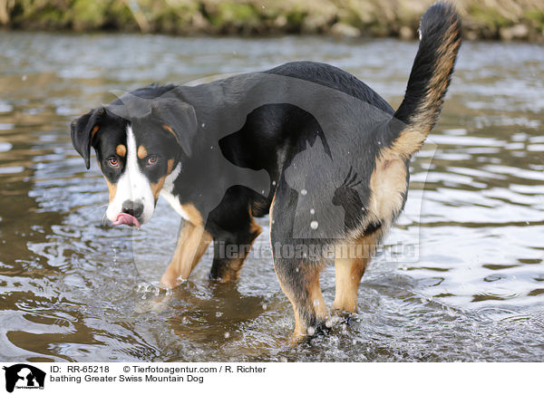 badender Groer Schweizer Sennenhund / bathing Greater Swiss Mountain Dog / RR-65218