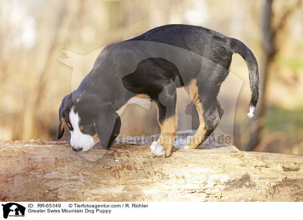 Groer Schweizer Sennenhund Welpe / Greater Swiss Mountain Dog Puppy / RR-65349