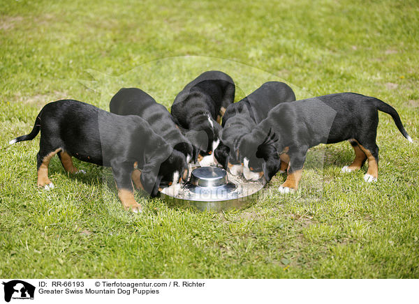 Groe Schweizer Sennenhund Welpen / Greater Swiss Mountain Dog Puppies / RR-66193