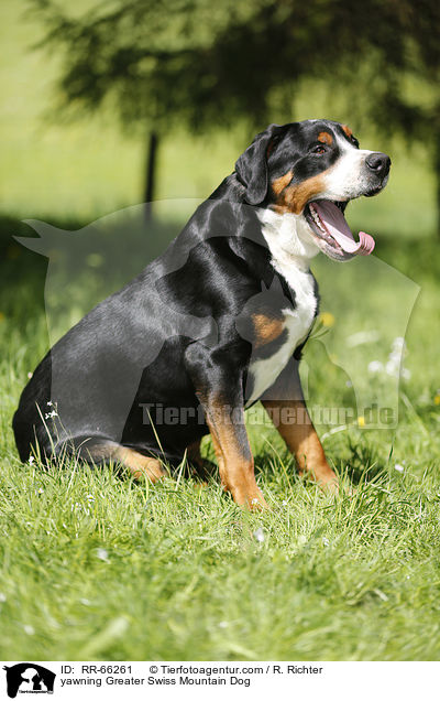 ghnender Groer Schweizer Sennenhund / yawning Greater Swiss Mountain Dog / RR-66261