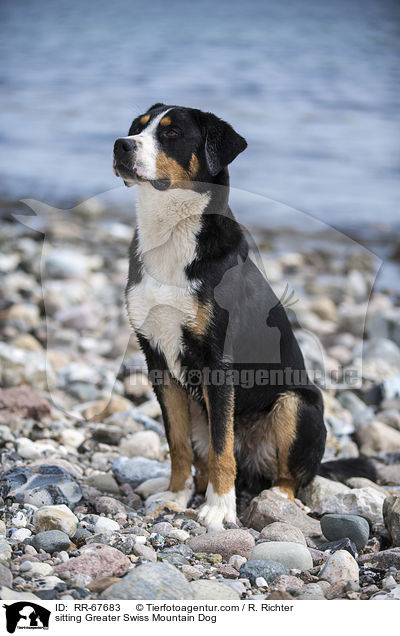 sitzender Groer Schweizer Sennenhund / sitting Greater Swiss Mountain Dog / RR-67683