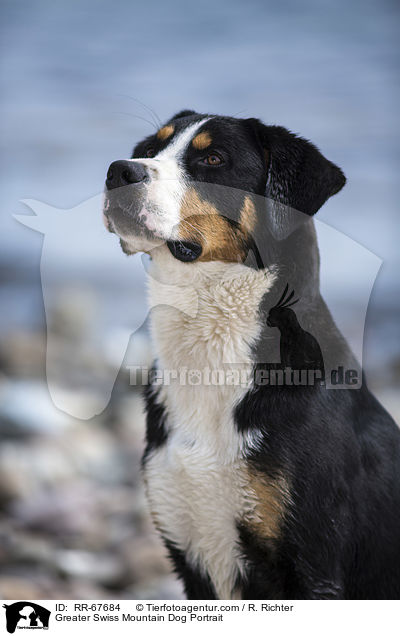 Groer Schweizer Sennenhund Portrait / Greater Swiss Mountain Dog Portrait / RR-67684