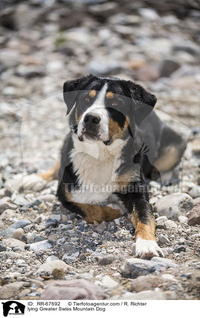 liegender Groer Schweizer Sennenhund / lying Greater Swiss Mountain Dog / RR-67692