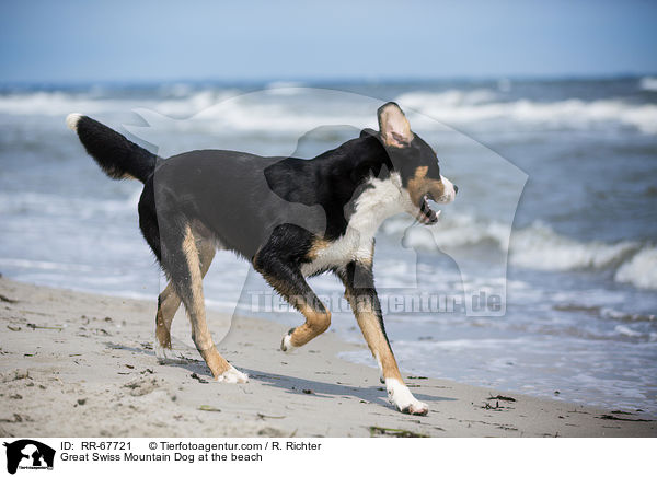 Groer Schweizer Sennenhund am Strand / Great Swiss Mountain Dog at the beach / RR-67721