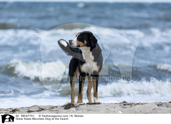 Groer Schweizer Sennenhund am Strand / Great Swiss Mountain Dog at the beach / RR-67751