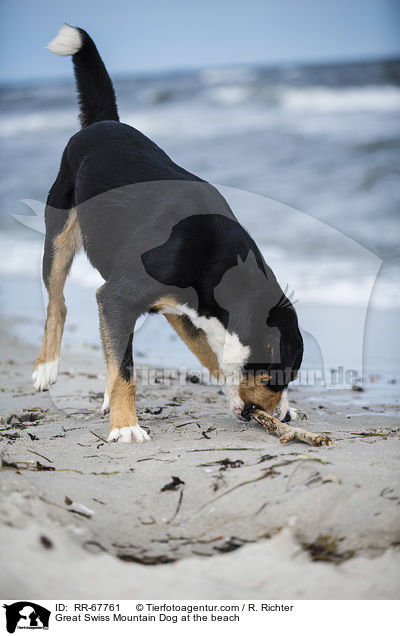 Groer Schweizer Sennenhund am Strand / Great Swiss Mountain Dog at the beach / RR-67761