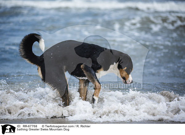 badender Groer Schweizer Sennenhund / bathing Greater Swiss Mountain Dog / RR-67768