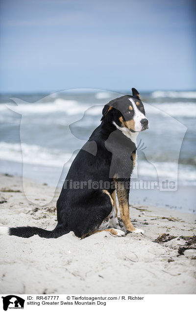 sitzender Groer Schweizer Sennenhund / sitting Greater Swiss Mountain Dog / RR-67777