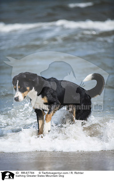 badender Groer Schweizer Sennenhund / bathing Greater Swiss Mountain Dog / RR-67784