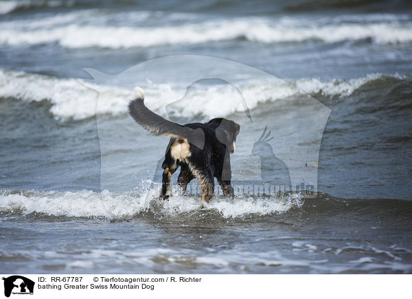 badender Groer Schweizer Sennenhund / bathing Greater Swiss Mountain Dog / RR-67787