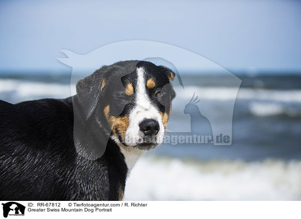 Groer Schweizer Sennenhund Portrait / Greater Swiss Mountain Dog Portrait / RR-67812