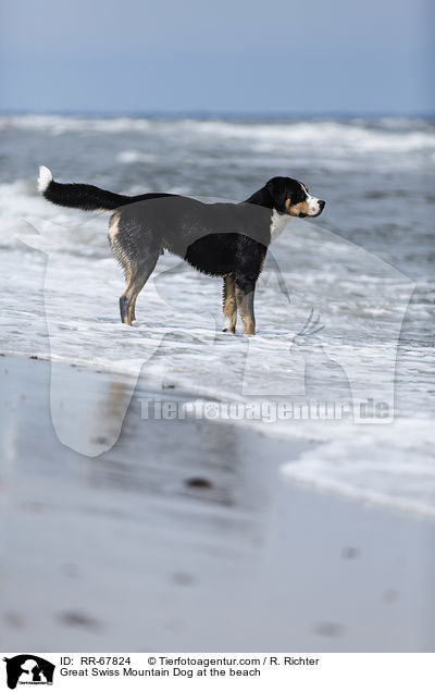 Groer Schweizer Sennenhund am Strand / Great Swiss Mountain Dog at the beach / RR-67824