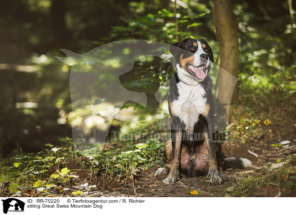 sitzender Groer Schweizer Sennenhund / sitting Great Swiss Mountain Dog / RR-70220