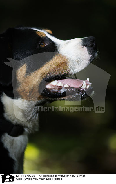 Great Swiss Mountain Dog Portrait / RR-70228