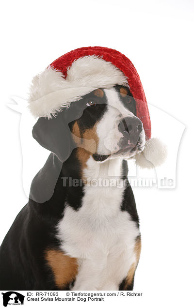 Groer Schweizer Sennenhund Portrait / Great Swiss Mountain Dog Portrait / RR-71093