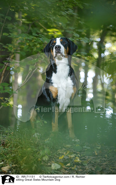 sitzender Groer Schweizer Sennenhund / sitting Great Swiss Mountain Dog / RR-71151