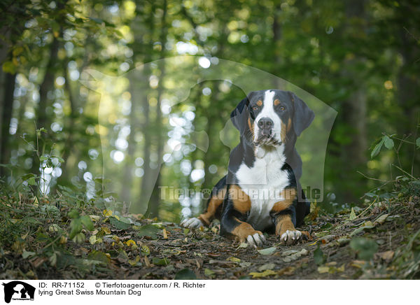 liegender Groer Schweizer Sennenhund / lying Great Swiss Mountain Dog / RR-71152