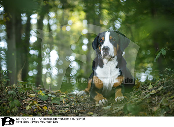 liegender Groer Schweizer Sennenhund / lying Great Swiss Mountain Dog / RR-71153