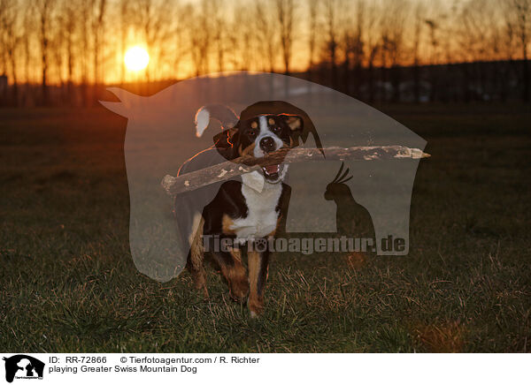 spielender Groer Schweizer Sennenhund / playing Greater Swiss Mountain Dog / RR-72866