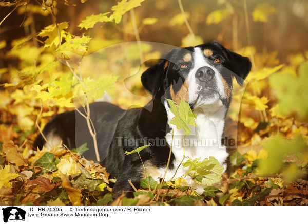 liegender Groer Schweizer Sennenhund / lying Greater Swiss Mountain Dog / RR-75305