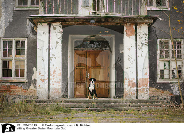 sitzender Groer Schweizer Sennenhund / sitting Greater Swiss Mountain Dog / RR-75319