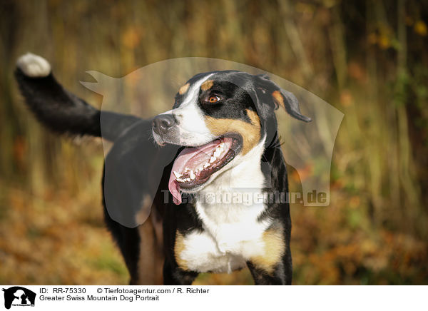 Groer Schweizer Sennenhund Portrait / Greater Swiss Mountain Dog Portrait / RR-75330