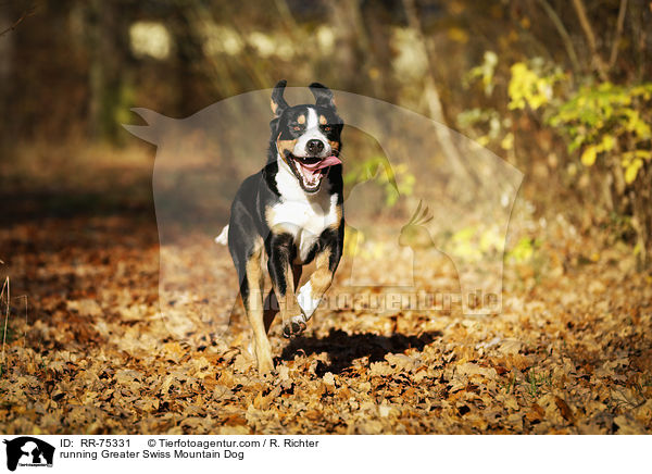 rennender Groer Schweizer Sennenhund / running Greater Swiss Mountain Dog / RR-75331