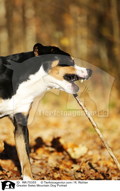Groer Schweizer Sennenhund Portrait / Greater Swiss Mountain Dog Portrait / RR-75355
