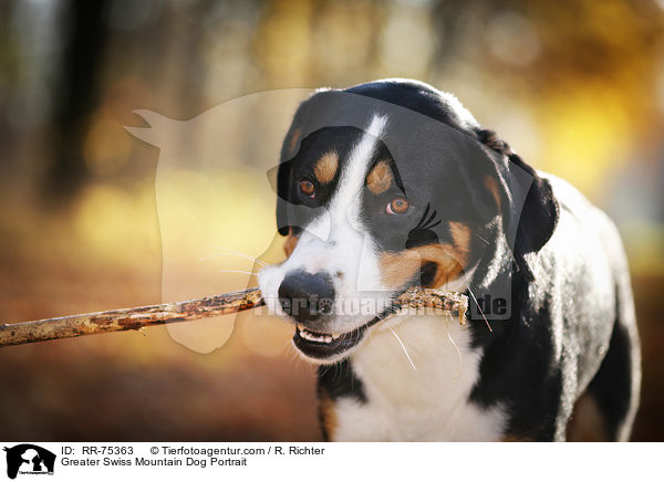 Greater Swiss Mountain Dog Portrait / RR-75363