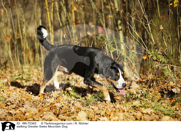 laufender Groer Schweizer Sennenhund / walking Greater Swiss Mountain Dog / RR-75365
