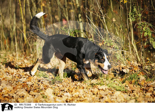 laufender Groer Schweizer Sennenhund / walking Greater Swiss Mountain Dog / RR-75366