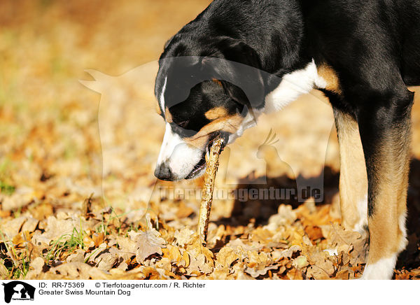 Groer Schweizer Sennenhund / Greater Swiss Mountain Dog / RR-75369