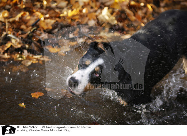 Groer Schweizer Sennenhund schttelt sich / shaking Greater Swiss Mountain Dog / RR-75377