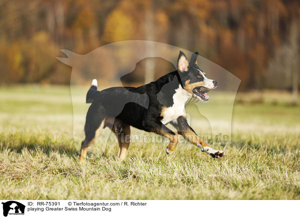 playing Greater Swiss Mountain Dog / RR-75391