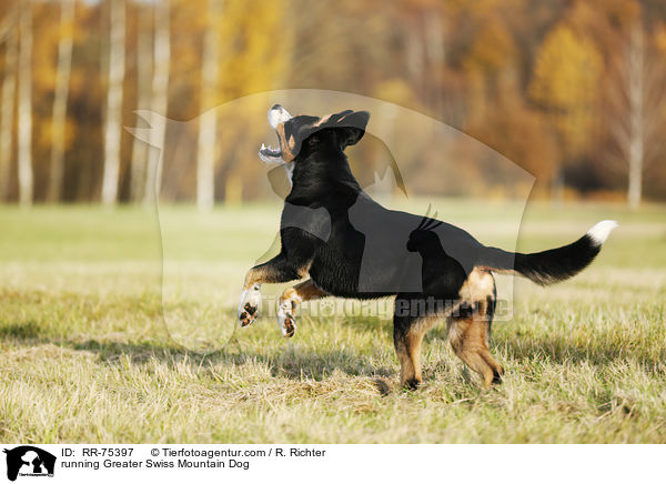 rennender Groer Schweizer Sennenhund / running Greater Swiss Mountain Dog / RR-75397