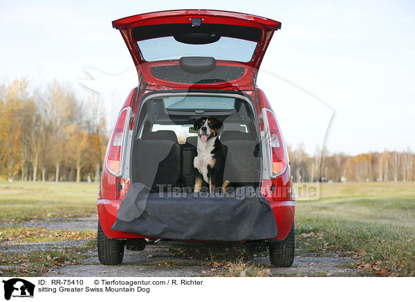 sitzender Groer Schweizer Sennenhund / sitting Greater Swiss Mountain Dog / RR-75410