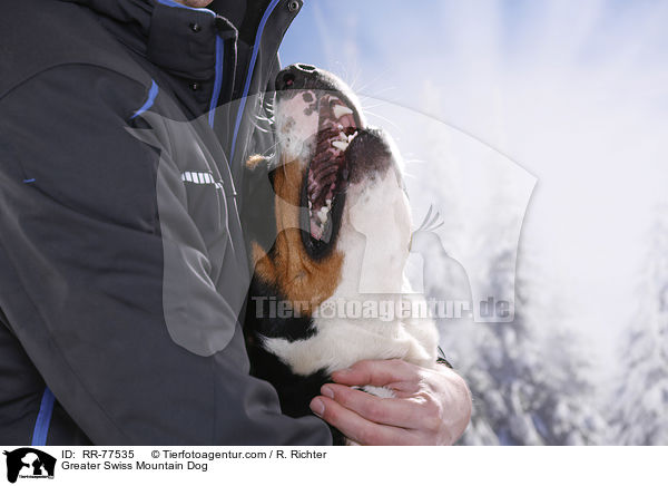 Groer Schweizer Sennenhund / Greater Swiss Mountain Dog / RR-77535