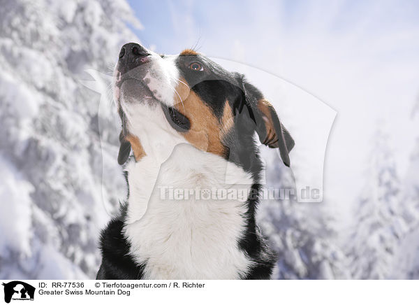 Groer Schweizer Sennenhund / Greater Swiss Mountain Dog / RR-77536