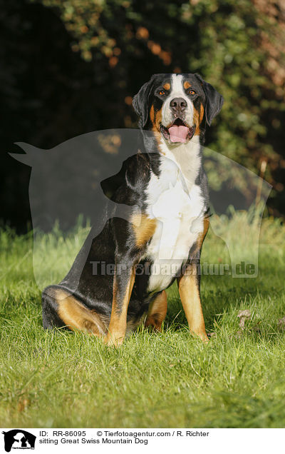 sitting Great Swiss Mountain Dog / RR-86095