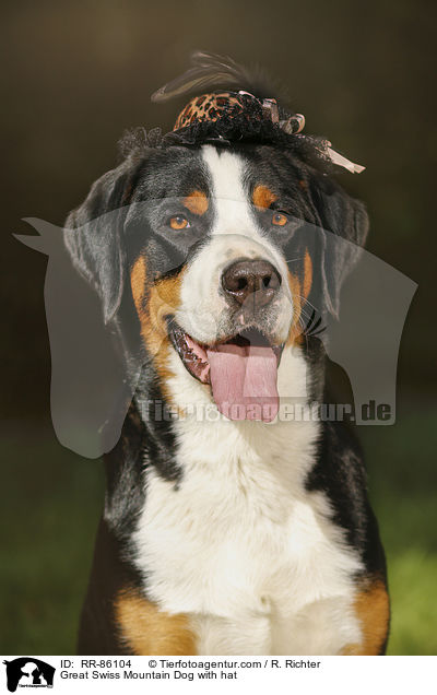 Groer Schweizer Sennenhund mit Hut / Great Swiss Mountain Dog with hat / RR-86104