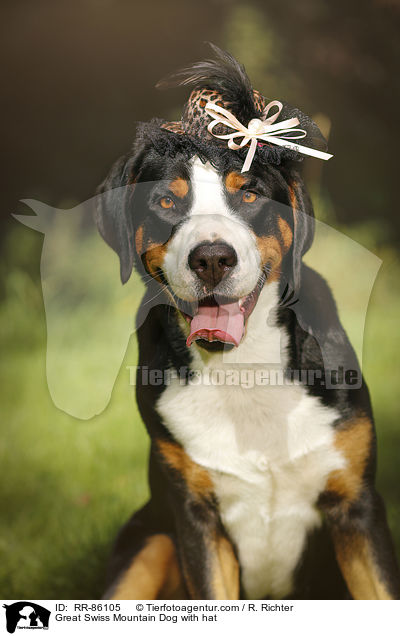 Groer Schweizer Sennenhund mit Hut / Great Swiss Mountain Dog with hat / RR-86105