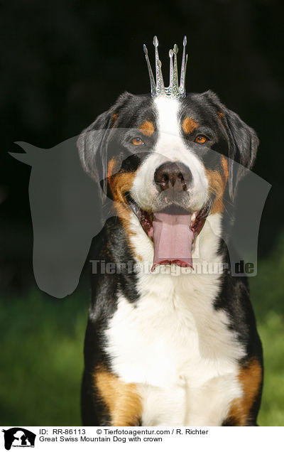 Groer Schweizer Sennenhund mit Krone / Great Swiss Mountain Dog with crown / RR-86113