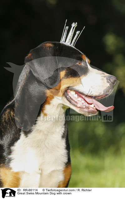 Groer Schweizer Sennenhund mit Krone / Great Swiss Mountain Dog with crown / RR-86114