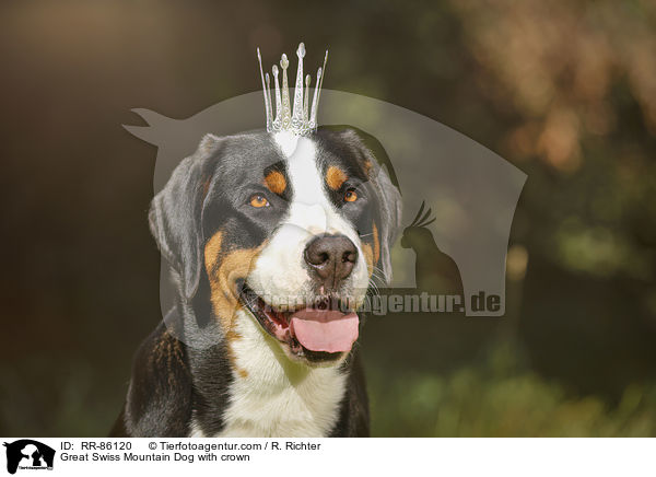 Great Swiss Mountain Dog with crown / RR-86120