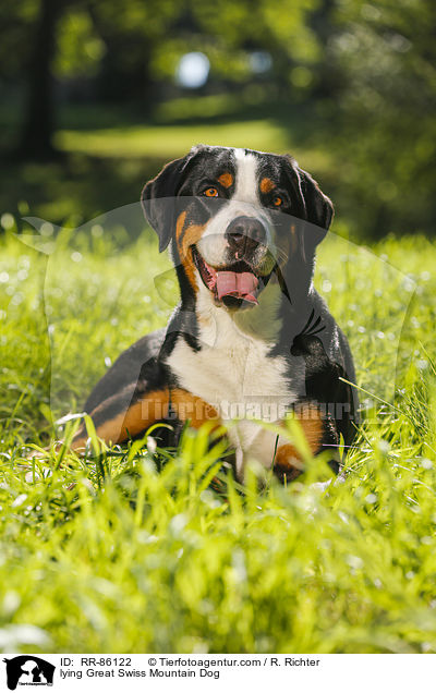 liegender Groer Schweizer Sennenhund / lying Great Swiss Mountain Dog / RR-86122