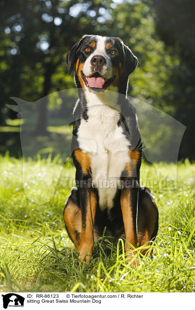 sitzender Groer Schweizer Sennenhund / sitting Great Swiss Mountain Dog / RR-86123