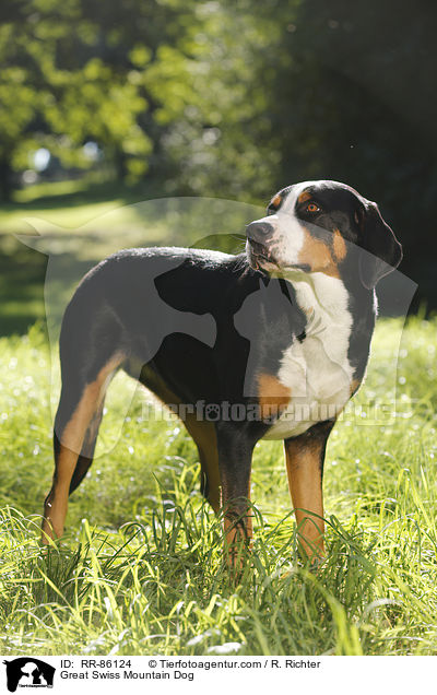 Groer Schweizer Sennenhund / Great Swiss Mountain Dog / RR-86124