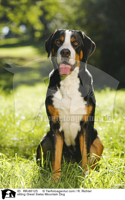 sitzender Groer Schweizer Sennenhund / sitting Great Swiss Mountain Dog / RR-86125