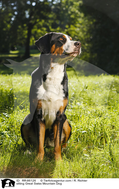 sitzender Groer Schweizer Sennenhund / sitting Great Swiss Mountain Dog / RR-86126