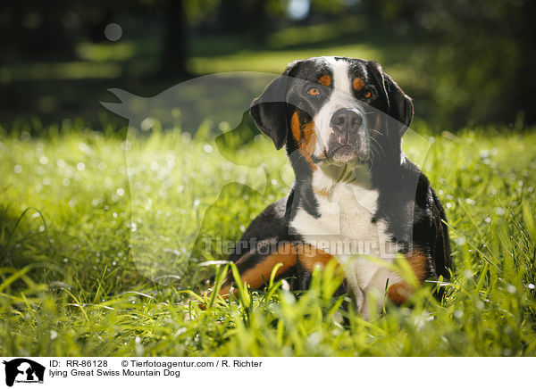 liegender Groer Schweizer Sennenhund / lying Great Swiss Mountain Dog / RR-86128